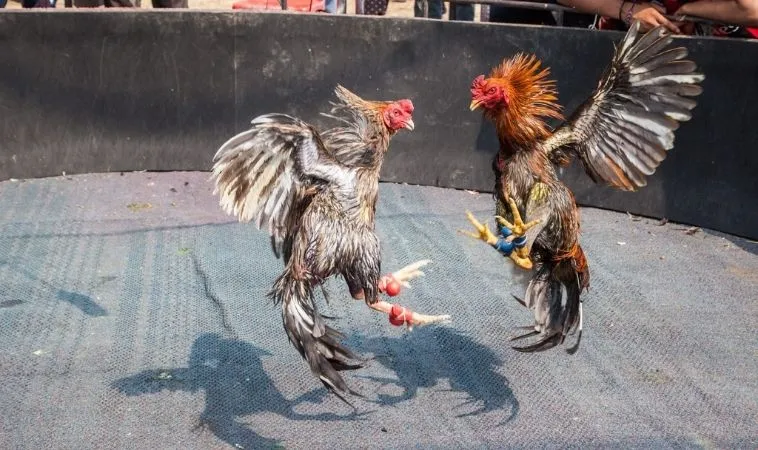 Đá Gà WS168 Tại JBO